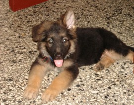 Wisin
