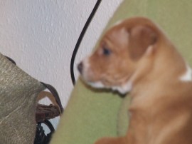 FACUNDO