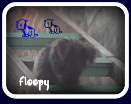 Floopy 