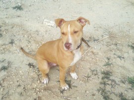 Drako