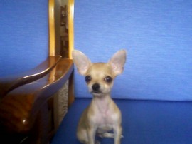 pitingo de tobalo
