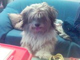 Harley