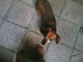 lolo