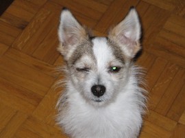 tico