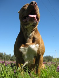 zerons pitbull drako