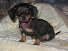 Sofi