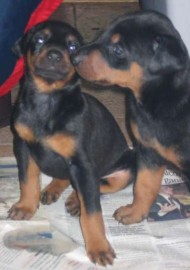 Cachorros de Dobermann