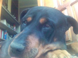 Rottino
