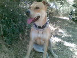 kira,cruce