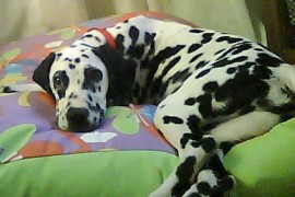 Lola