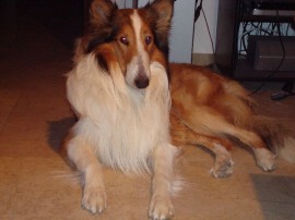 Chico