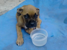 sheldon