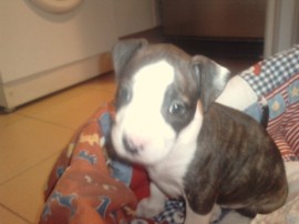 Noah 