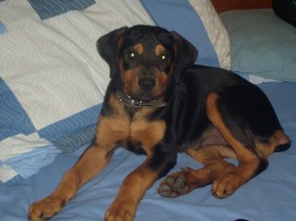 Tyson