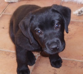 WANDA