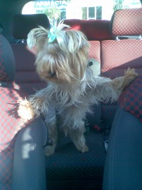 chiky