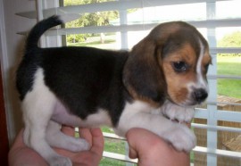 Lolito