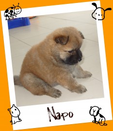 Napo