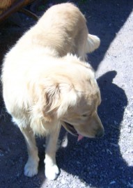 Petto