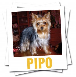 PIPO