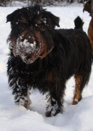 Charka Black Royal of Fire