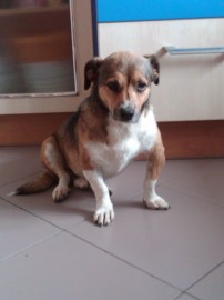 Toby