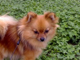 Aroa