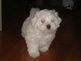 wikie