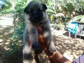 Koda