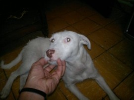 Yuki
