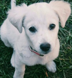 Perla