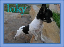 LOKY