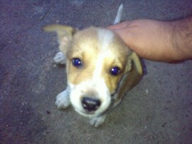 Tuco
