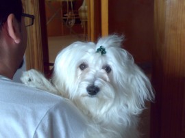 perla