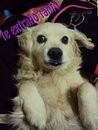 cachito