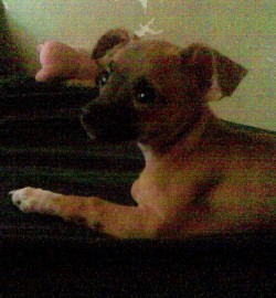 Kimba