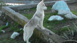 lobo