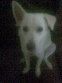 Osita
