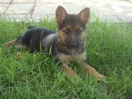 Shira
