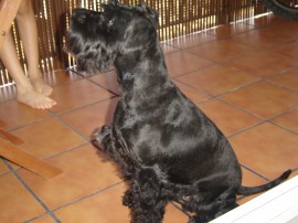 NODDY