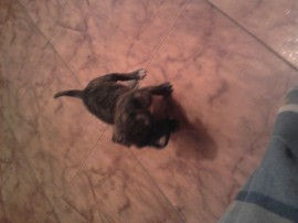xena