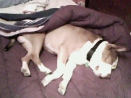 Tyson   