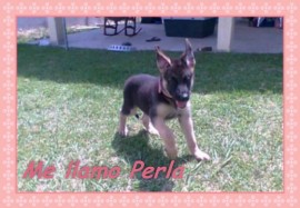 PERLA