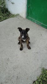 Rango
