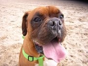 roxy