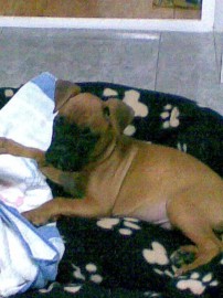 Rufo