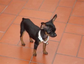 Lulú