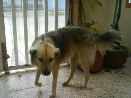 CANELA