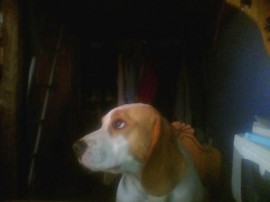 cooper