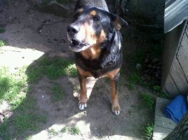 OREJON